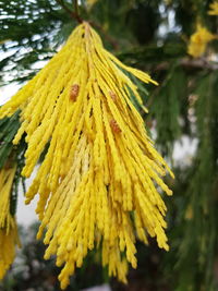 Close-up of yellow flower against blurred background