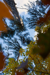 Low angle view of trees against sky