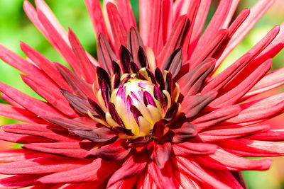 Close-up of pink flower