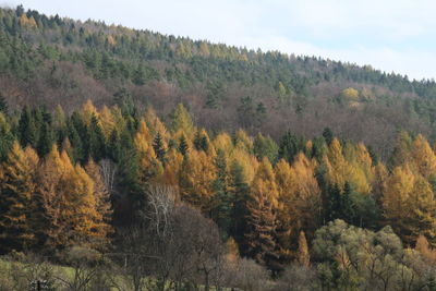 Scenic view of forest against sky during autumn