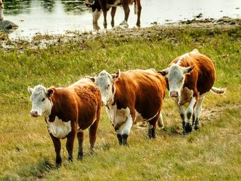 Cows standing in a field