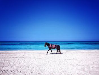 View of horse on beach