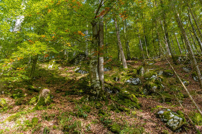 Trees in forest