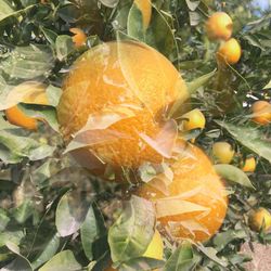 Close-up of orange fruit on tree