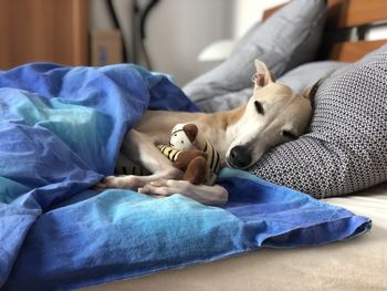 Close-up of dog sleeping on bed at home