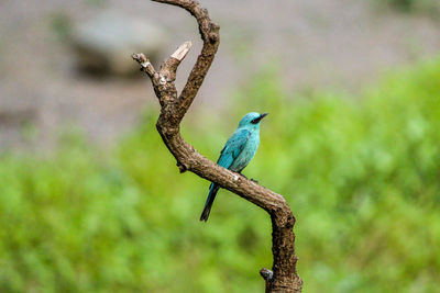 Close-up of bird perching on branch