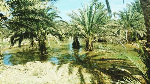 Close-up of plants against sky