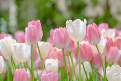 Close-up of pink tulips on field