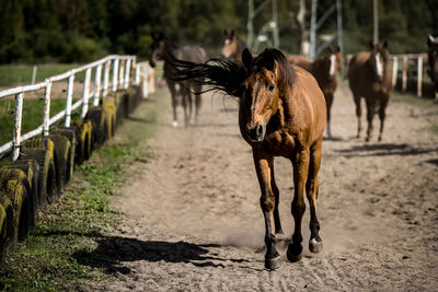 Side view of horse running on field
