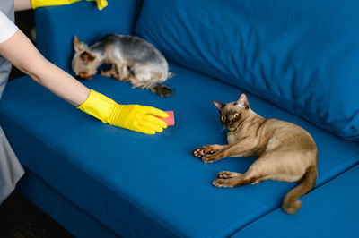 Woman in a apron and gloves cleans a sofa from dog hair. cleaning of the apartment. life with pets.