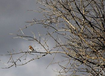 Low angle view of bare trees against sky