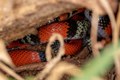 Close-up of snake