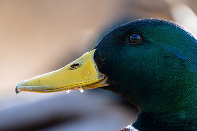 Close-up of a bird