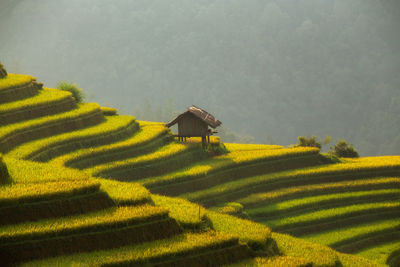 Scenic view of agricultural field against clear sky