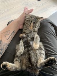 Midsection of person with cat relaxing on hand