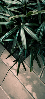 High angle view of potted plant on footpath