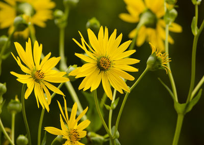 Close-up of yellow flowering plant