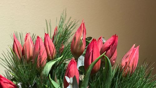 Close-up of pink tulips