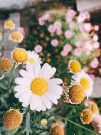 Close-up of flowering plants