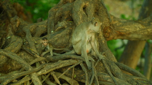 Close-up of monkey on tree