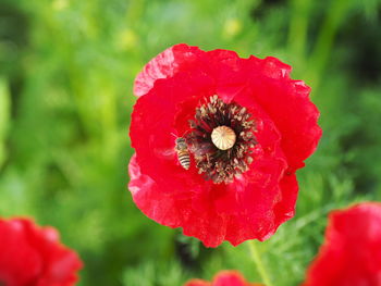 Close-up of red poppy blooming outdoors