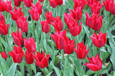 Close-up of red tulips blooming outdoors