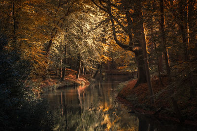 Trees by lake in forest during autumn