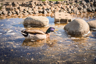 Ducks in a lake