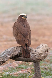 Close-up of bird perching on branch