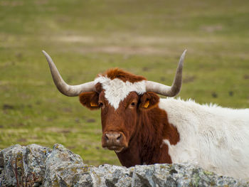 Close-up of cow