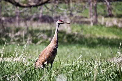 Side view of a bird on field