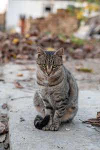 Close-up of cat sitting outdoors