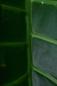 Close-up of green leaves