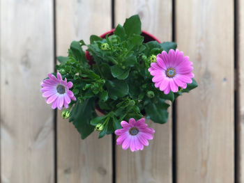 Close-up of pink flowering plant in pot