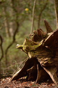 Close-up of dry leaves on tree trunk in forest