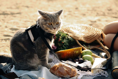 Cat sitting on table outdoors