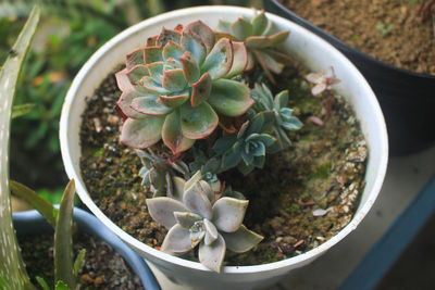 High angle view of succulent plant on field