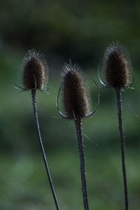 Close-up of dried plant on field