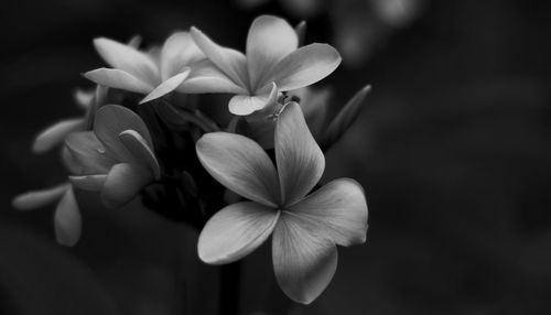 Close-up of flowering plant