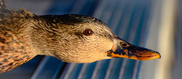 Close-up of a bird