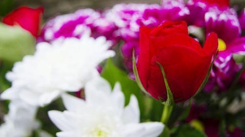 Close-up of flower blooming