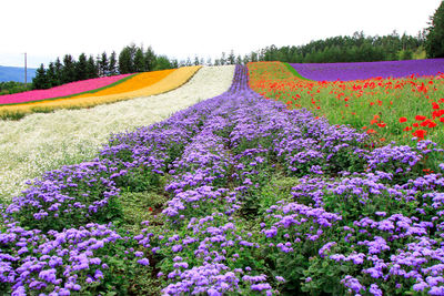 Purple flowers blooming in field