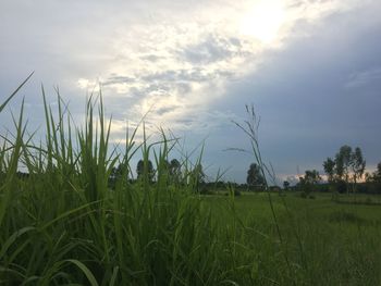 Crops growing on field against sky