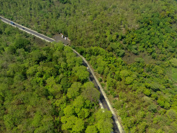 Aerial shot of road between the forests in national park situbondo, east java