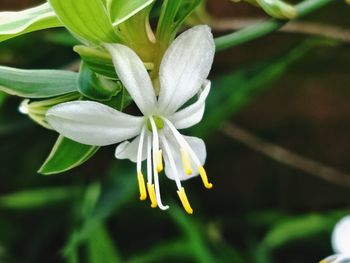 Close-up of flower blooming outdoors