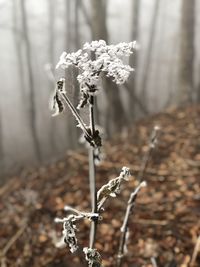 Close-up of wilted plant during winter