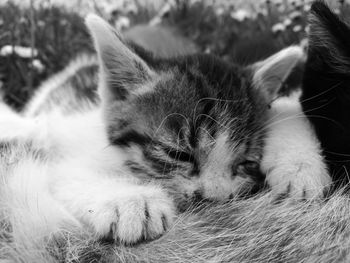 Close-up of cat sleeping