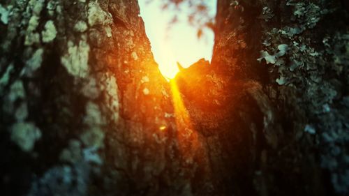 Close-up of tree trunk