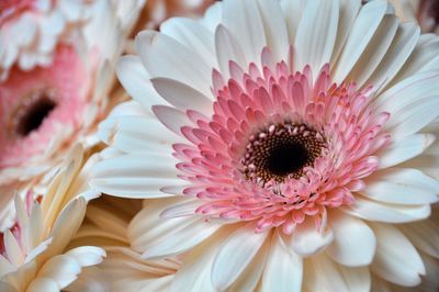 Close-up of pink flower