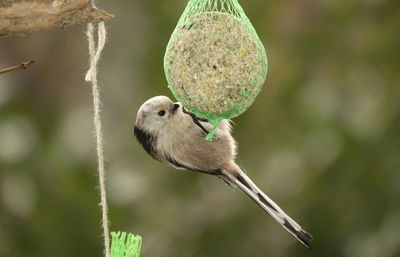 Close-up oflong-tailed tit hangign bird feeder 